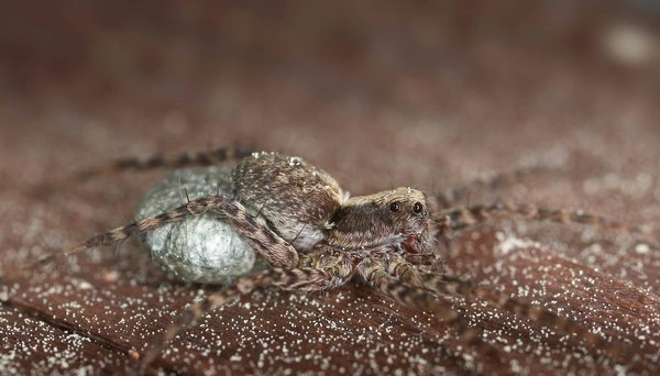 How to Care for a Corn Snake's Unique Shedding and Habitat Needs?